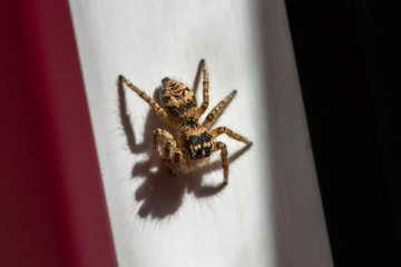 Allphotokz Spider 20160901 1391 D810