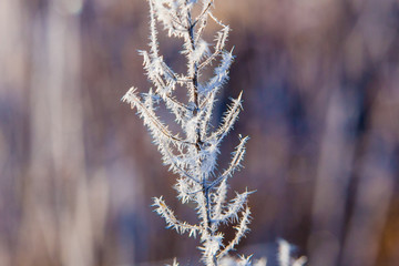 Frost on grass macro. Cold weather concept. Frozen twig isolated close up
