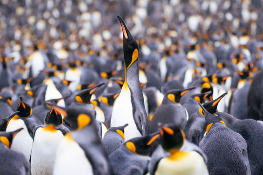 Colony of King Penguins at Right Whale Bay