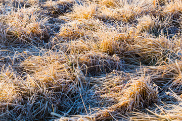 Grass white with frost in morning. Vegetation in fall. Cold weather