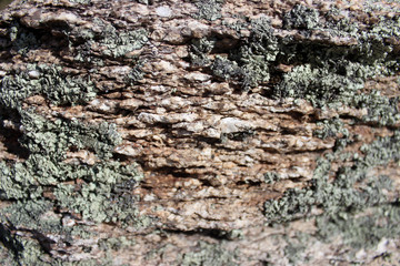 texture of bark of an old tree