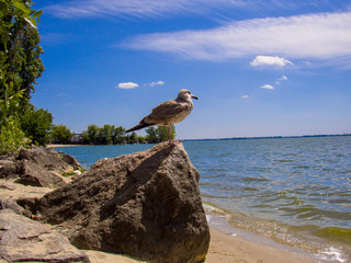  Seagull on a stone