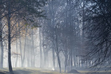 fog in autumn forest
