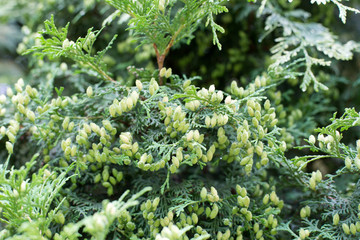 The fruits of thuja branch