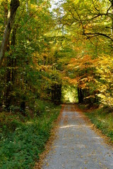 Obraz premium Steigerwald niedaleko Ebrach w parku przyrody Steigerwald, dystrykt Bamberg, Dolna Frankonia, Frankonia, Niemcy