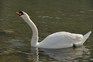 Fototapeta premium Ein Schwan an einem kleinen See.