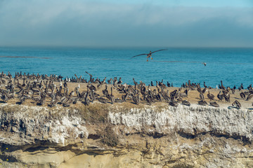 Brown Pelican Colony at Shell Beach, California. Rock in the Ocean and Flock of Birds.  Large Group of Animals, Animals in the Wild, California Coastline