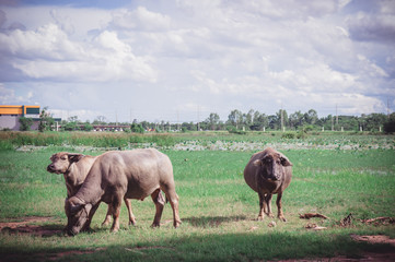 Buffalo in the meadow , animals life in the nature garden