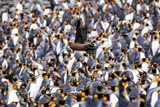 A predatory Skua flies above a rookery of King Penguins at Right Whale Bay, South Georgia Island.