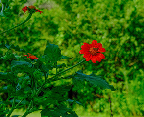 A Brown Moth on Red Flower in a Green Garden