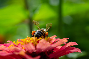 Macro photo of a bumble bee pollinating a zinnia flower. The bee's corbicula, or pollen baskets, are clearly visible.