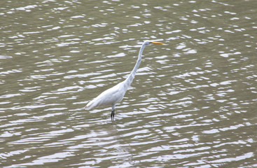 The great egret (Ardea alba) wading in water shore, Thailand.