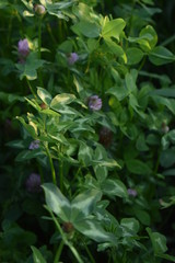 background of green leaves