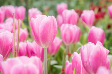 pink tulip flowers garden , tulip blooming blossom in the garden