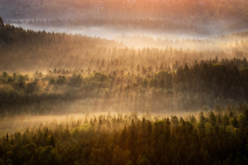 Foggy forest during autumn sunrise, Saxon Switzerland, Germany