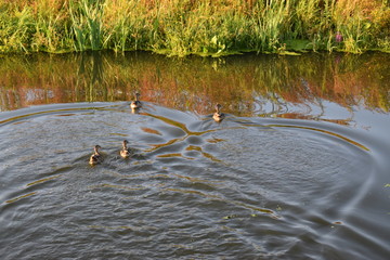 ducks in a pond