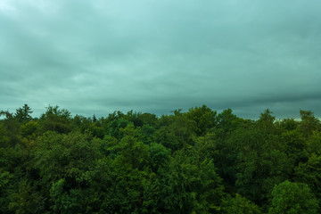 A forest on a cloudy morning