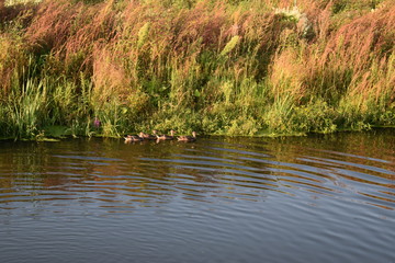 lake in the forest