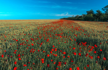 wild  pink flowers poppies in the field at sunset