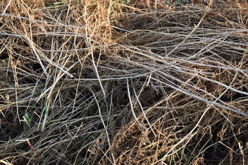 dry grass in the forest
