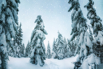 Naklejka premium Aerial view of evergreen Christmass pine forest 