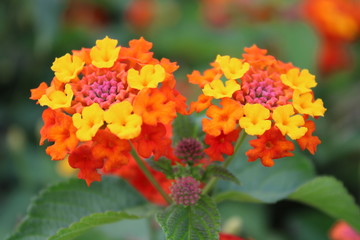 red flowers in the garden