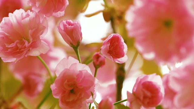 Closeup view of beautiful pink delicate sakura flowers growing outdoor in city park blooming in april. Delicate pastel floral video background.