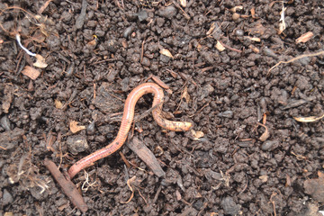Earthworm photographed closely, as it enters the soil that has been fertilized.