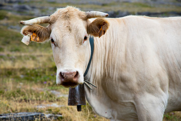 Naklejka na ściany i meble vacas y toros en libertad en las montañas de los pirineos en españa
