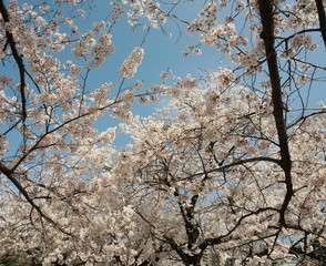 Focused Shot of Blossoming Cherry Tree with White Flowers