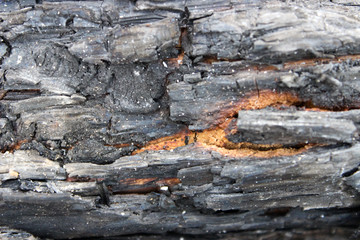 texture of bark of tree