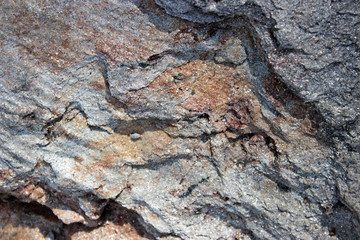 bark of a tree