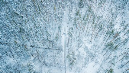 Aerial view of evergreen Christmass pine forest from above. bird's eye, drone shot. amazing natural winter background