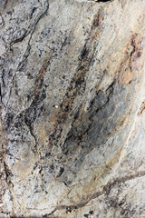 bark of a tree