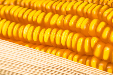 Ears of Sweet Corn and seeds with selective focus in Brazil