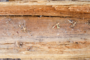 texture of wood