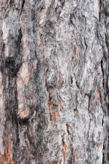 bark of a tree