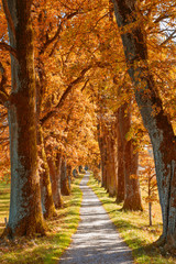 Wanderpfad durch die Eichenallee, Sepia Farben im Herbst