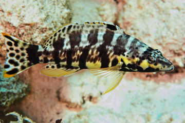 Harlequin Bass (Serranus tigrinus), Reefs of Bonaire