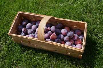 dużo śliwek zerwanych z drzewa w koszyku leżącym na trawie w ogrodzie