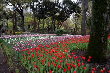 tulip flower garden in Yokohama, Japan