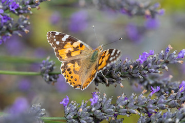 Distelfalter im Lavendelbusch