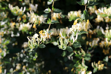 View of blooming jasmine