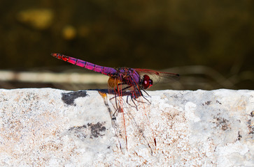 Dragonfly by the pond in the garden