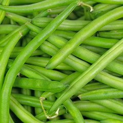 Grüne Bohnen, Phaseolus vulgaris