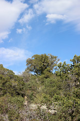 Obraz premium tree and blue sky