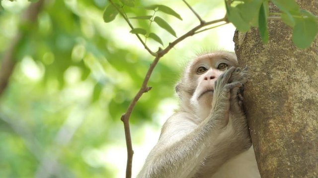 Macaque rhesus monkey (Macaca mulatta) sitting on the tree in mixed deciduous forest