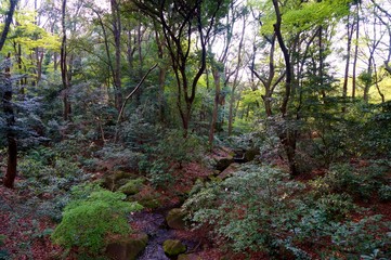 Beautiful forest in summer with bright sun shining through the trees. Peaceful outdoor scene - wild woods nature. Peaceful outdoor woods nature.