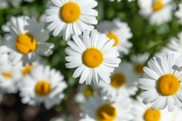Obraz na płótnie Canvas Neat beautiful daisy on the background of blurred green grass and foliage. Chamomile or camomile flower close-up in the field, top view. Plant landscape.