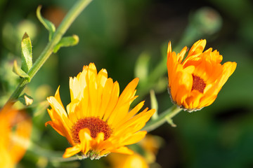 Bright summer background with growing flowers calendula, marigold.